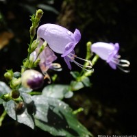 Strobilanthes cordifolia (Vahl) J.R.I.Wood